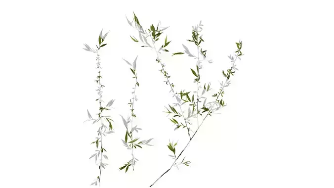 Anydrafts Salix Atlas 04