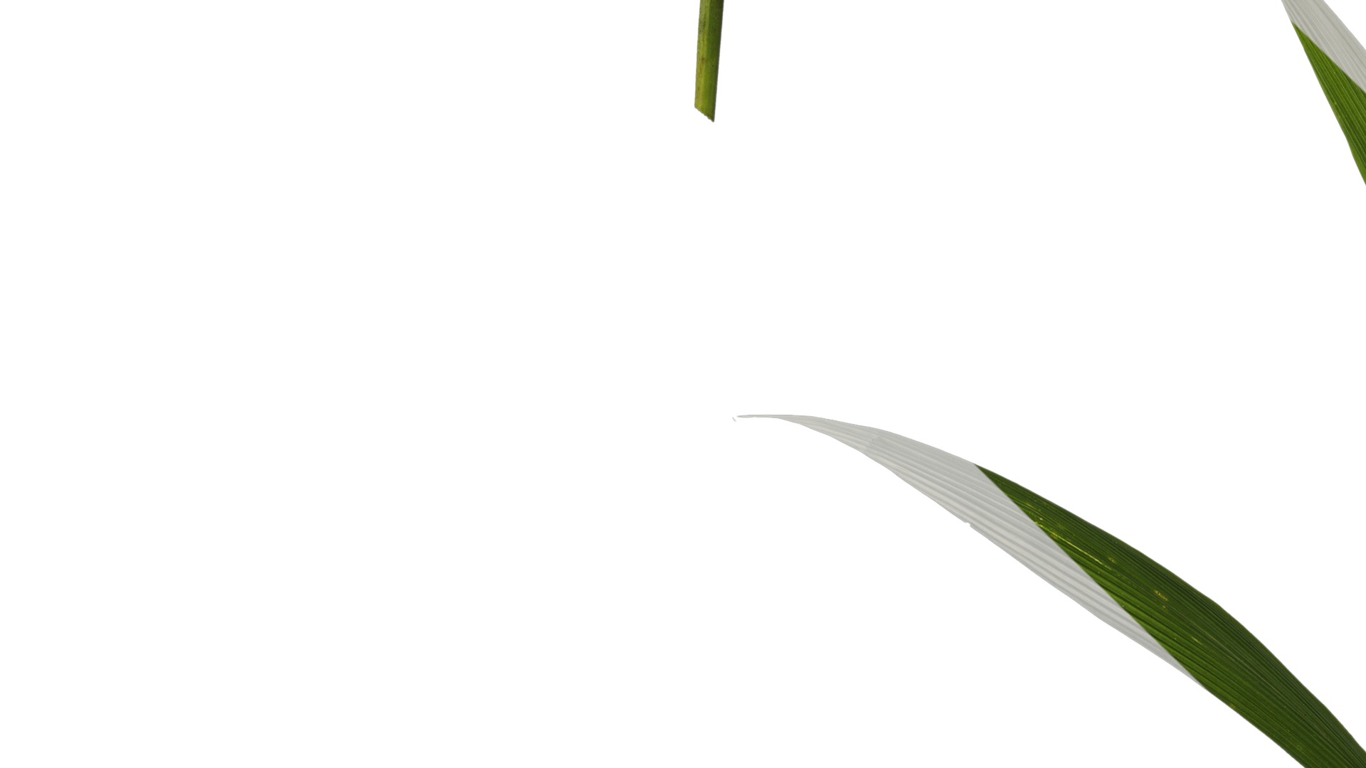 Anydrafts Setaria palmifolia Atlas 05 Texture_5