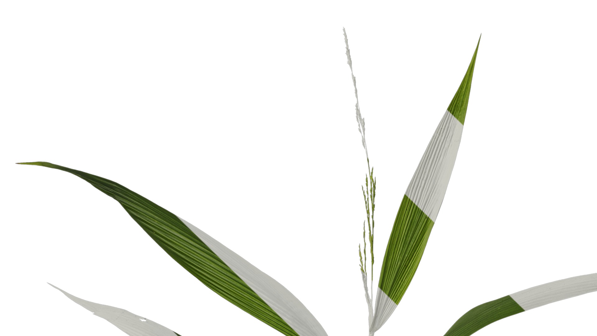 Anydrafts Setaria palmifolia Atlas 05 Texture_1