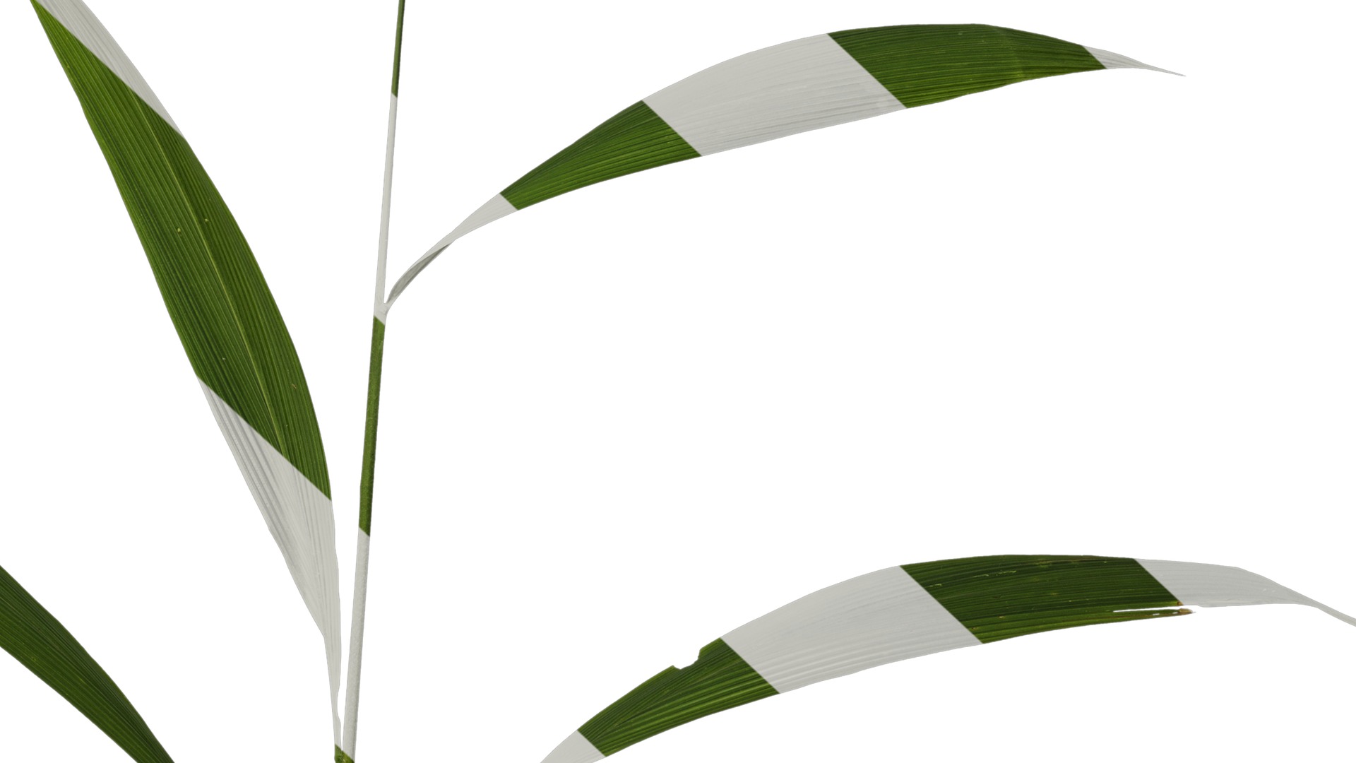 Anydrafts Setaria palmifolia Atlas 05 Texture_6