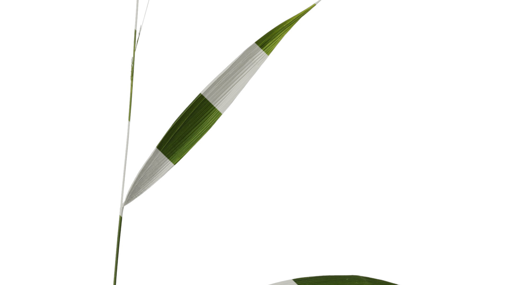 Anydrafts Setaria palmifolia Atlas 05 Texture_4