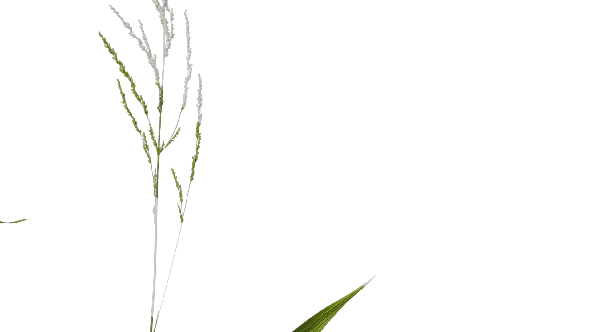 Anydrafts Setaria palmifolia Atlas 05 Texture_2