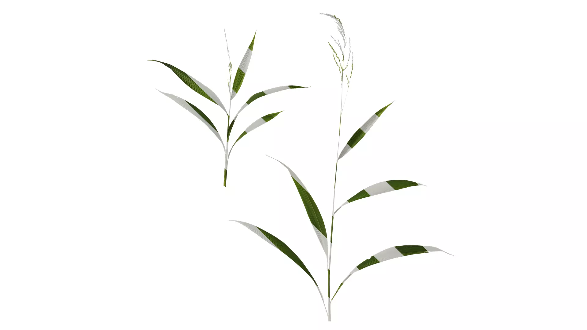 Anydrafts Setaria palmifolia Atlas 05 Texture_0