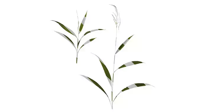 Anydrafts Setaria palmifolia Atlas 05