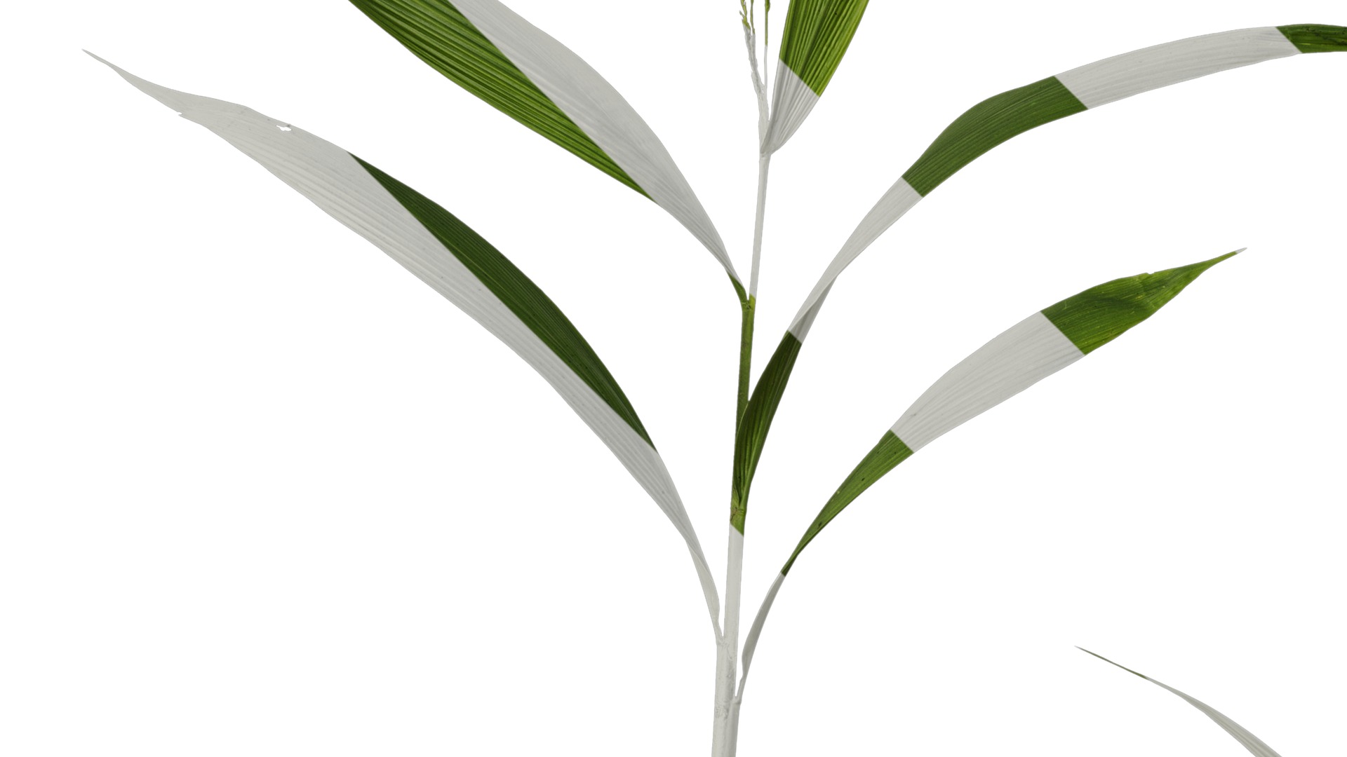 Anydrafts Setaria palmifolia Atlas 05 Texture_3