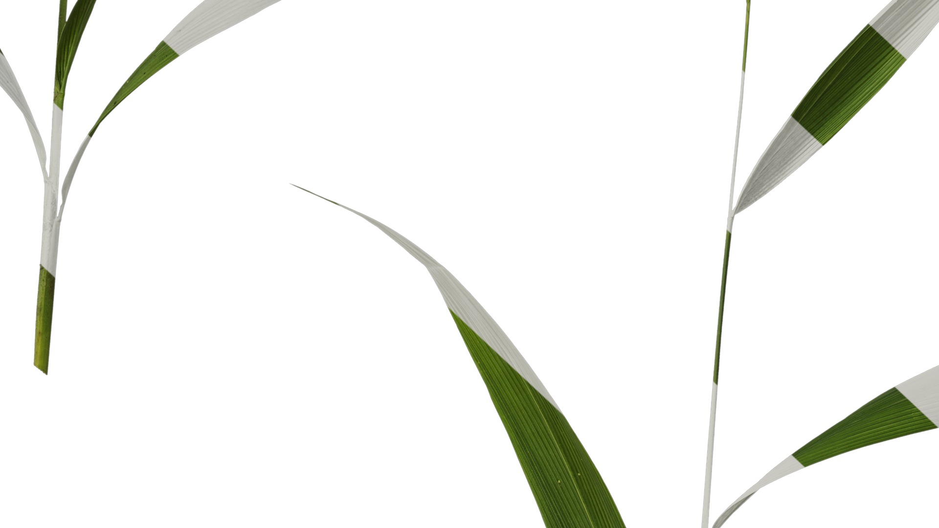 Anydrafts Setaria palmifolia Atlas 05 Texture_7