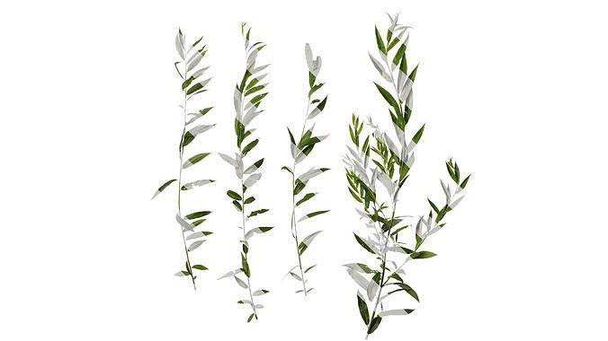 Anydrafts Salix Atlas 06 Texture