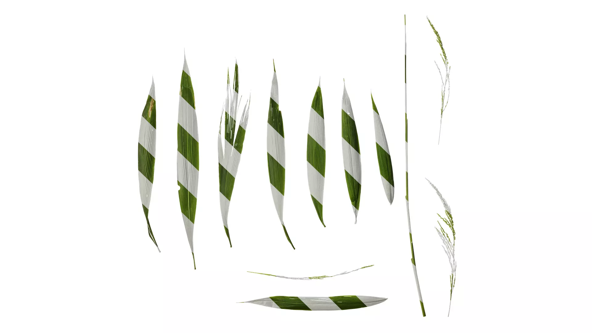 Anydrafts Setaria palmifolia Atlas 06 Texture_0