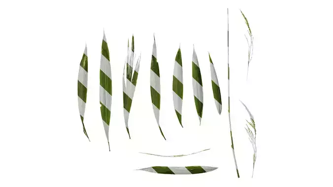 Anydrafts Setaria palmifolia Atlas 06