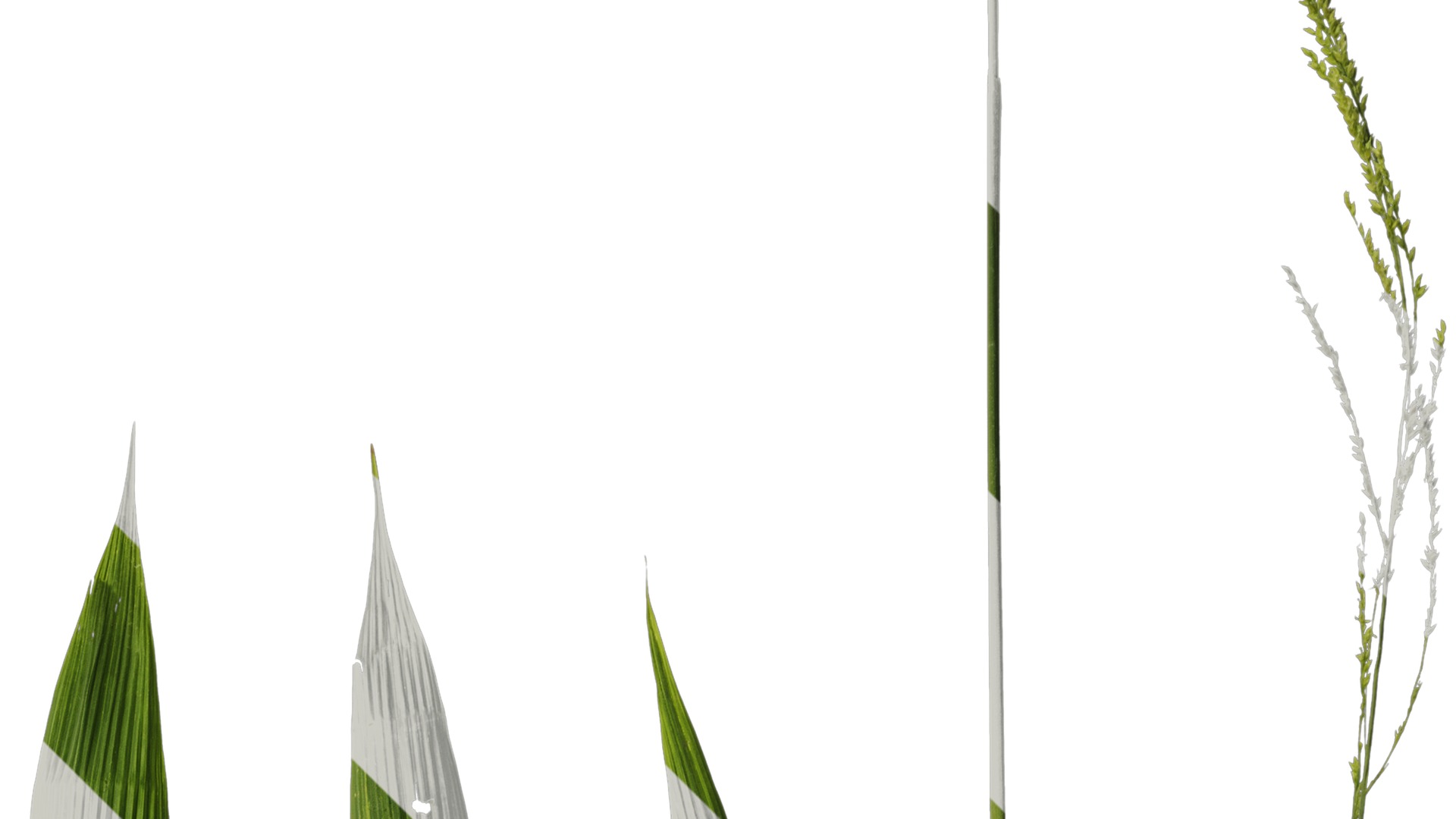 Anydrafts Setaria palmifolia Atlas 06 Texture_2