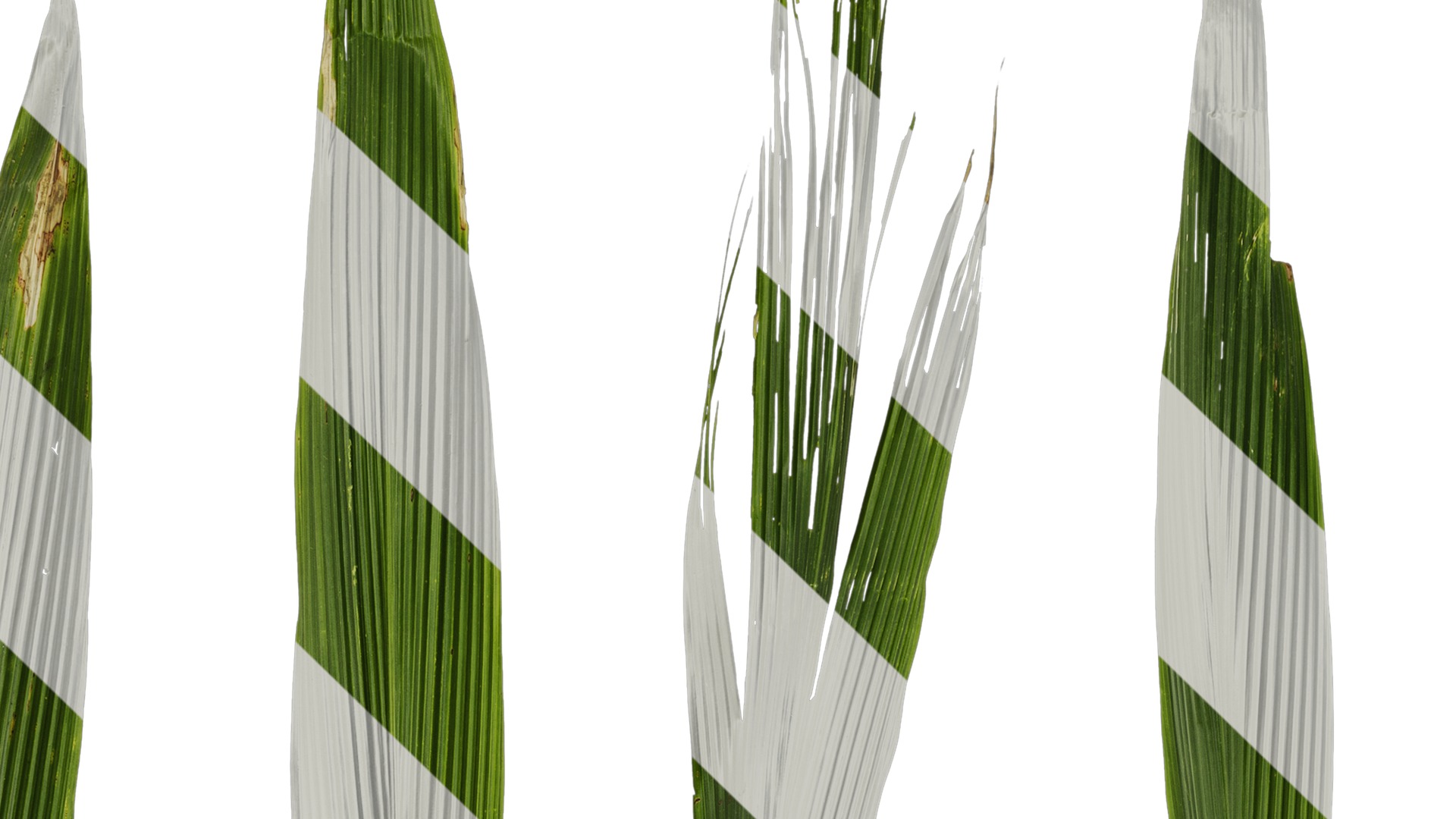 Anydrafts Setaria palmifolia Atlas 06 Texture_3