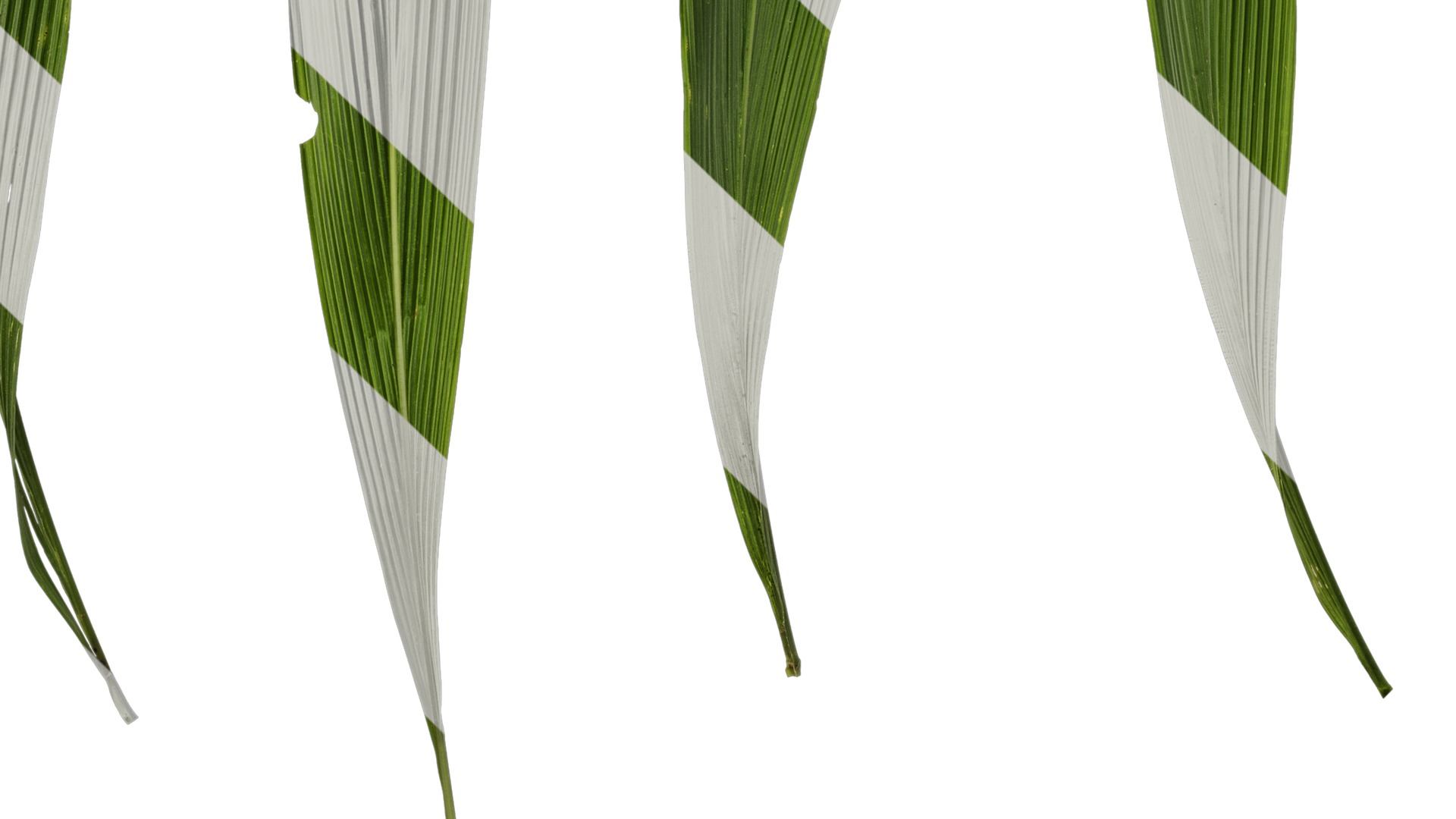 Anydrafts Setaria palmifolia Atlas 06 Texture_5