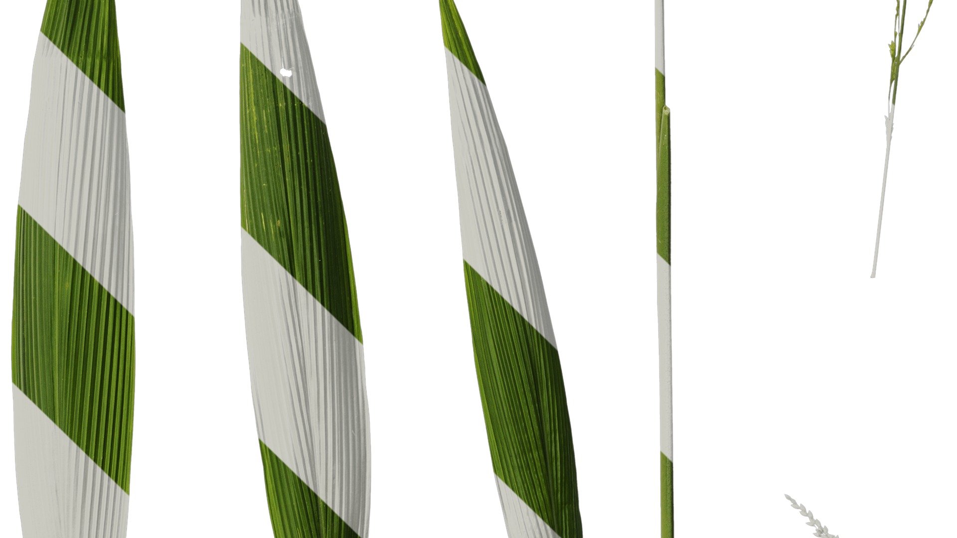 Anydrafts Setaria palmifolia Atlas 06 Texture_4