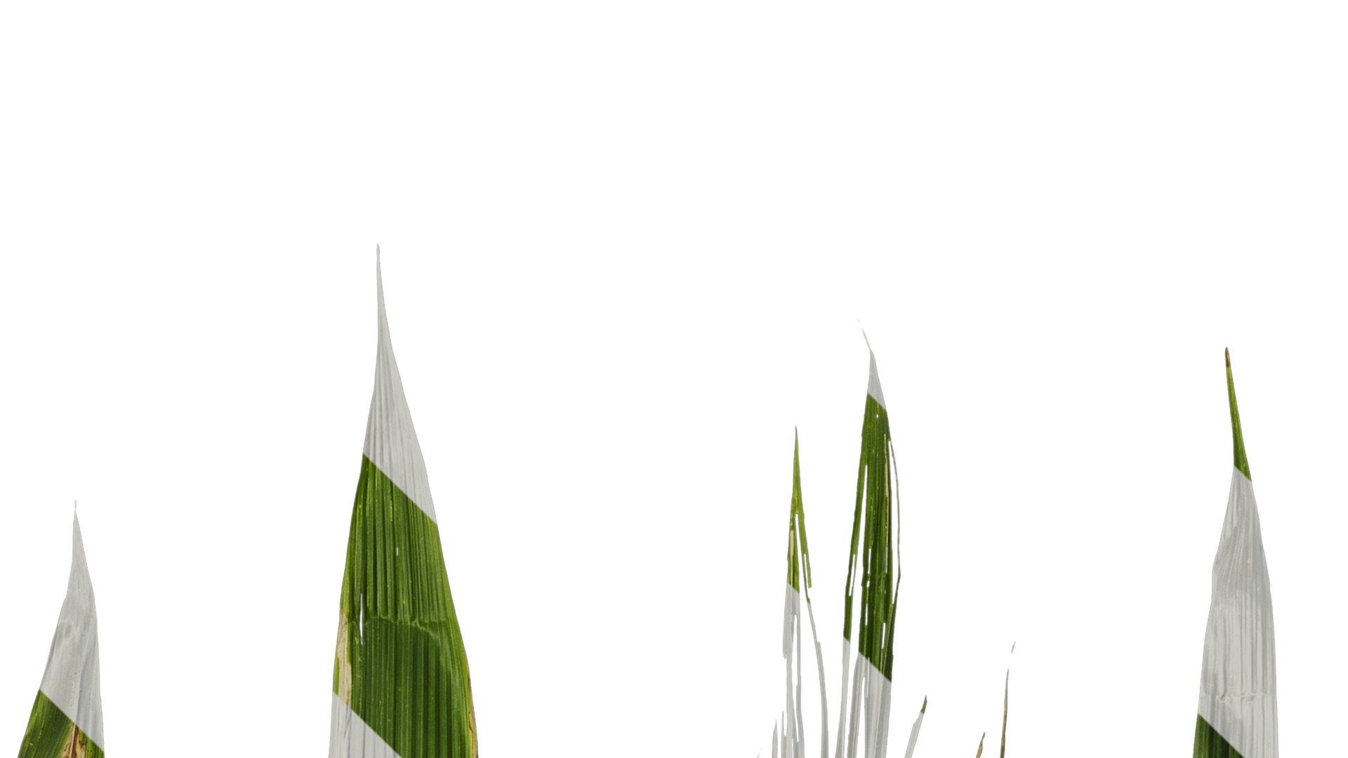 Anydrafts Setaria palmifolia Atlas 06 Texture_1