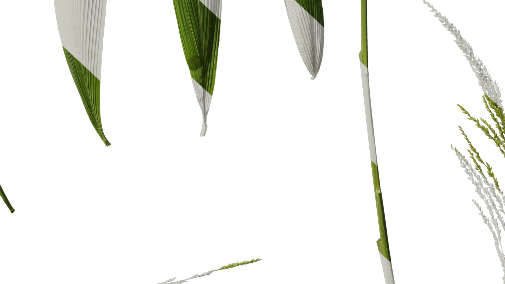 Anydrafts Setaria palmifolia Atlas 06 Texture_6