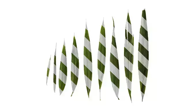 Anydrafts Setaria palmifolia Leaf 03