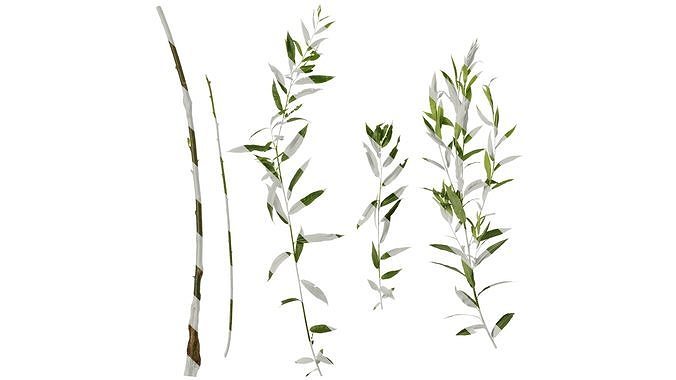 Anydrafts Salix Atlas 08 Texture