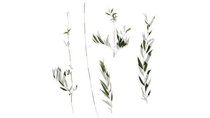 Anydrafts Salix Atlas 09 Texture