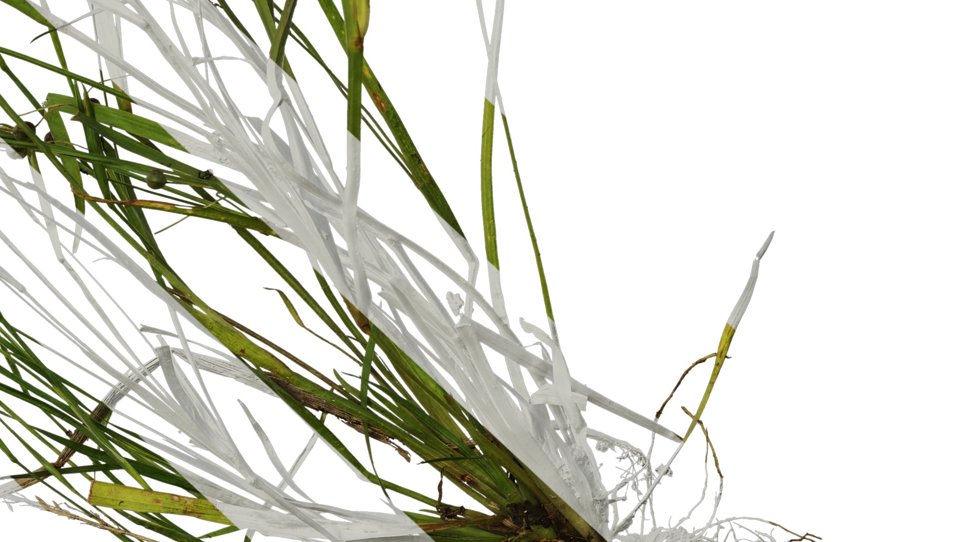 Anydrafts Sisyrinchium rosulatum Atlas 01 Texture_6