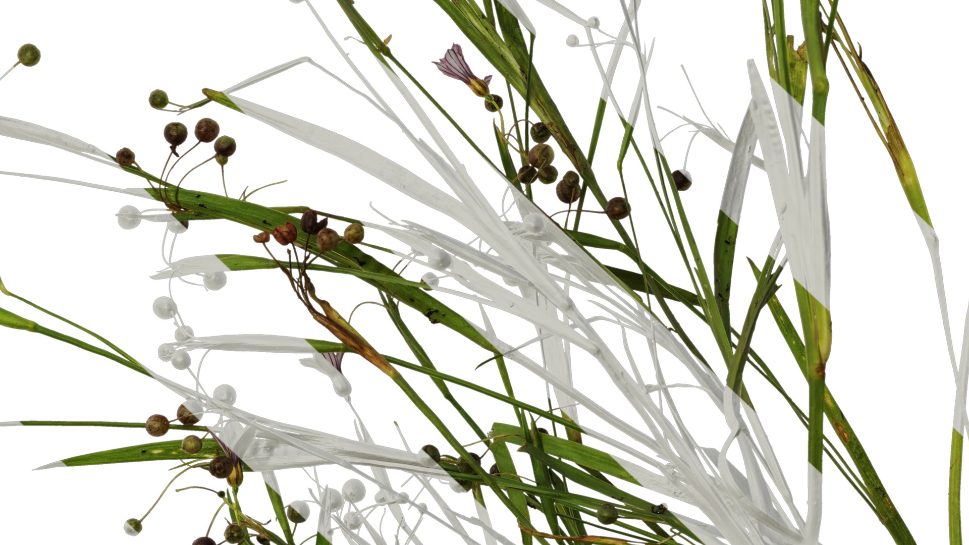 Anydrafts Sisyrinchium rosulatum Atlas 01 Texture_7