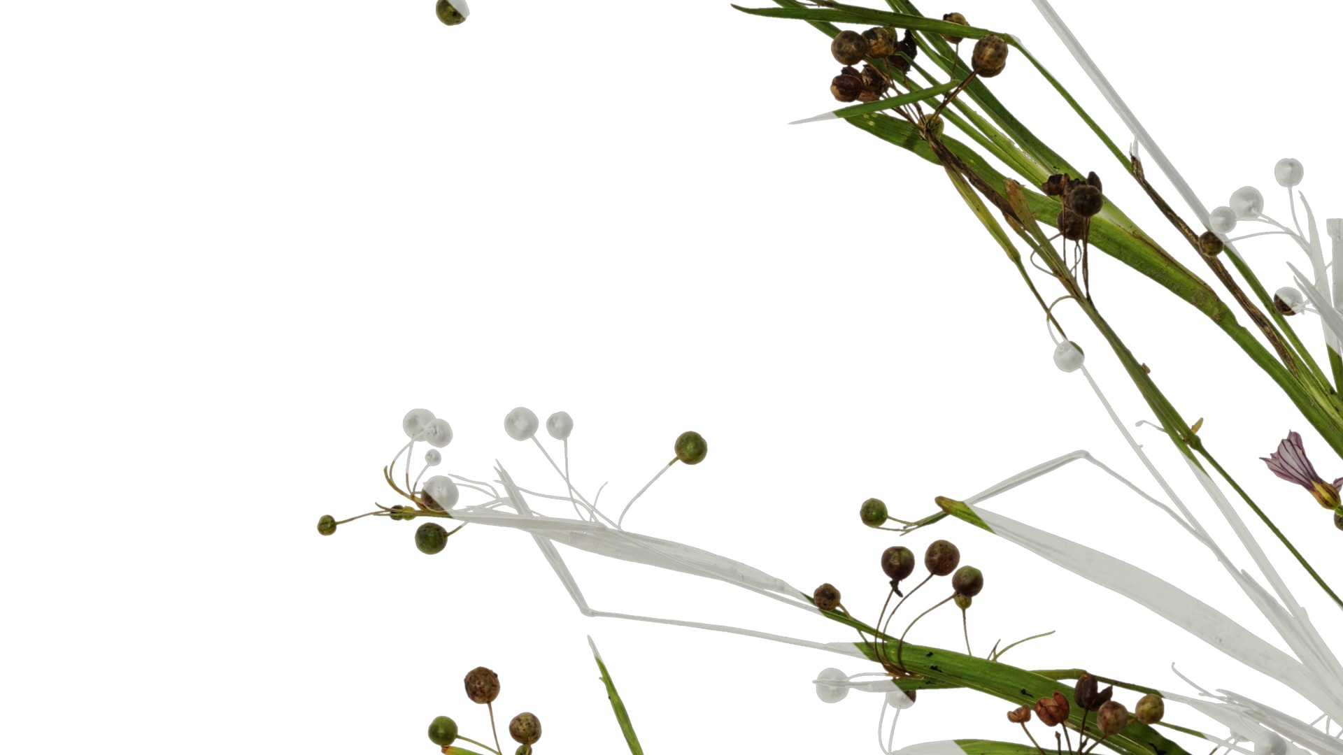 Anydrafts Sisyrinchium rosulatum Atlas 01 Texture_3