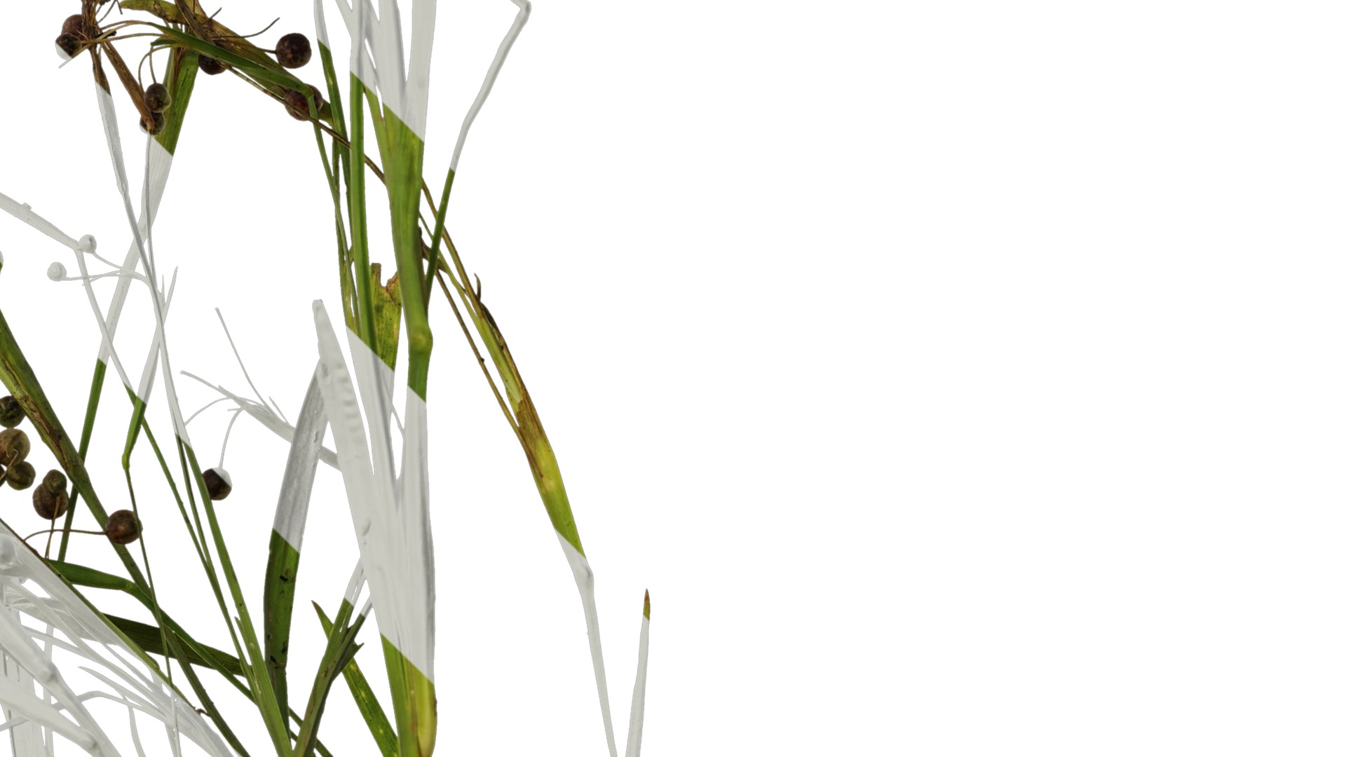 Anydrafts Sisyrinchium rosulatum Atlas 01 Texture_4