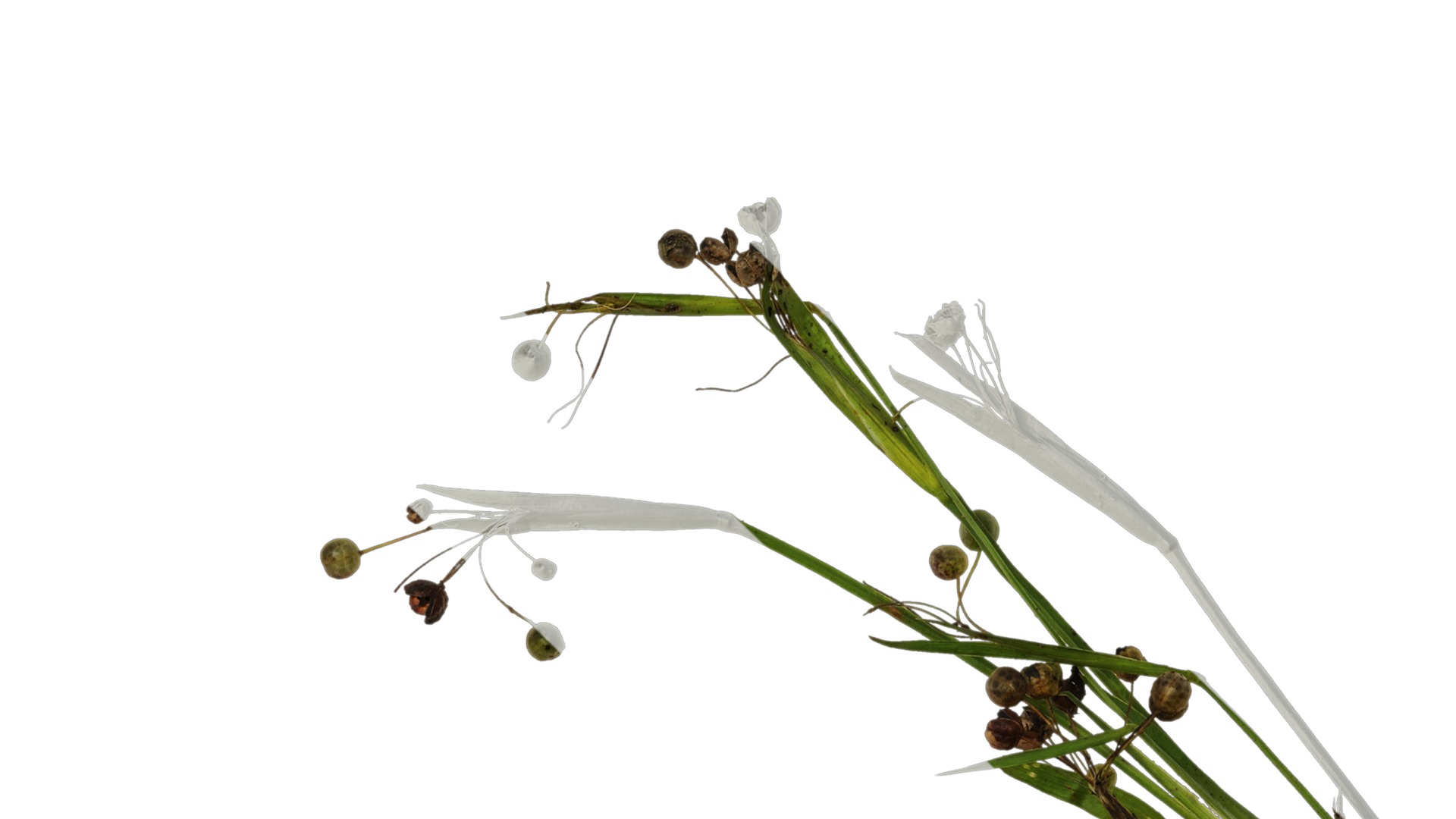 Anydrafts Sisyrinchium rosulatum Atlas 01 Texture_1