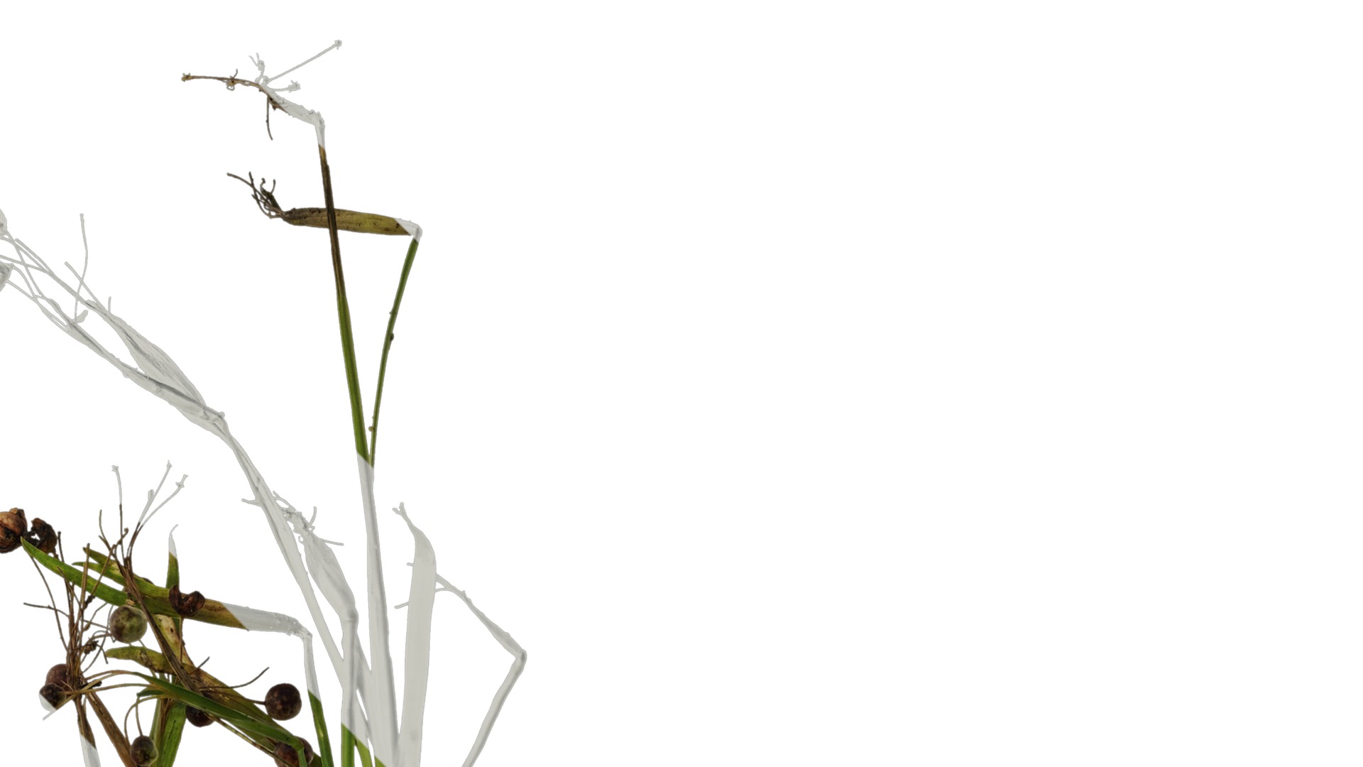 Anydrafts Sisyrinchium rosulatum Atlas 01 Texture_2