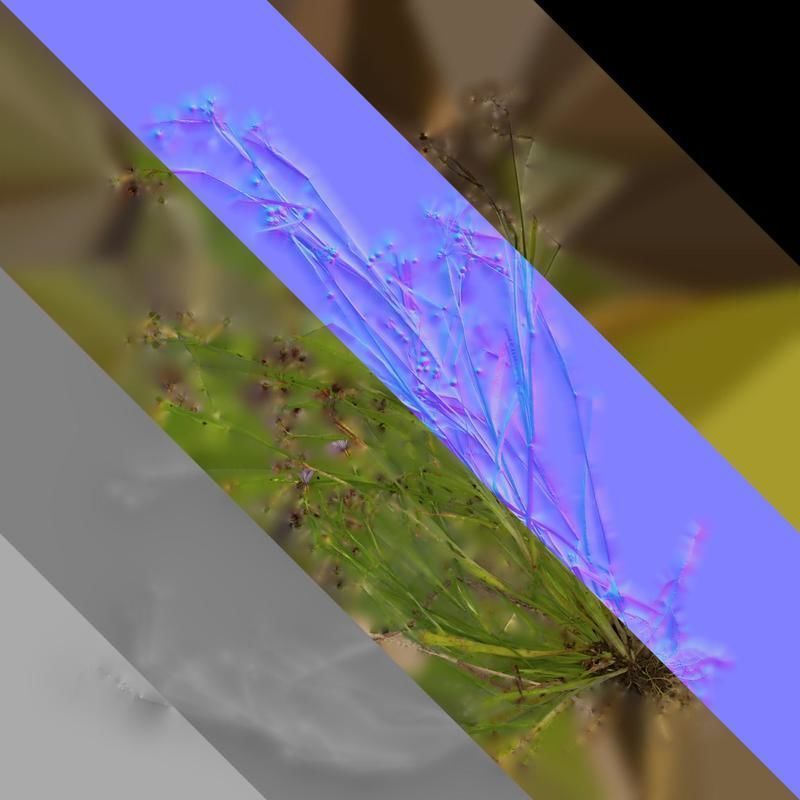 Anydrafts Sisyrinchium rosulatum Atlas 01 Texture_8