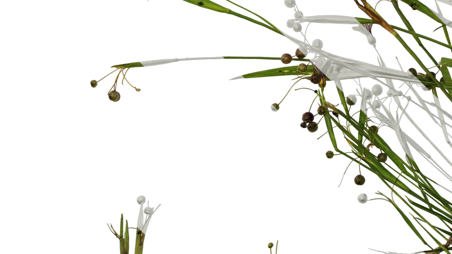 Anydrafts Sisyrinchium rosulatum Atlas 01 Texture_5