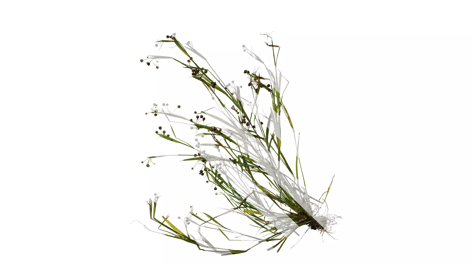 Anydrafts Sisyrinchium rosulatum Atlas 01 Texture_0