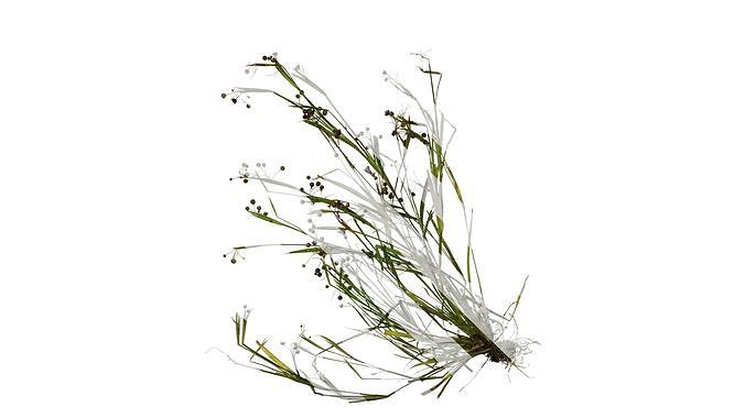 Anydrafts Sisyrinchium rosulatum Atlas 01 Texture