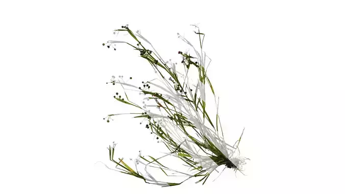 Anydrafts Sisyrinchium rosulatum Atlas 01