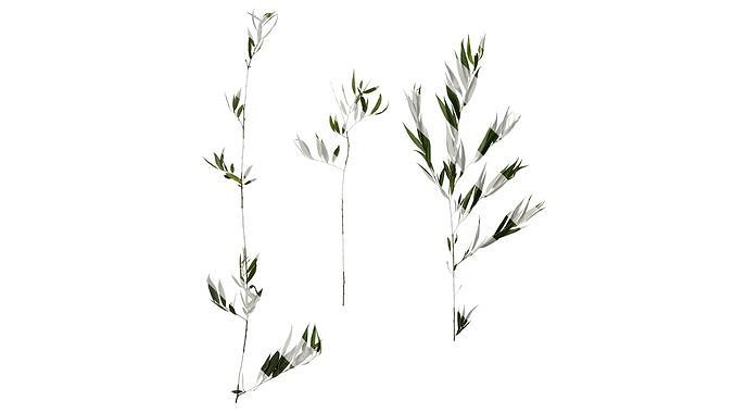 Anydrafts Salix Atlas 10 Texture