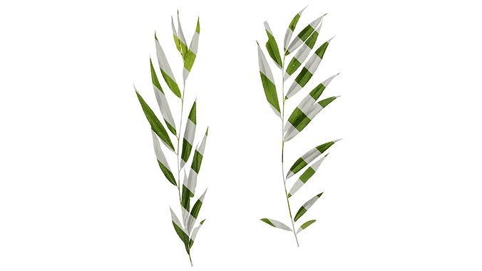 Anydrafts Salix Atlas 12 Texture