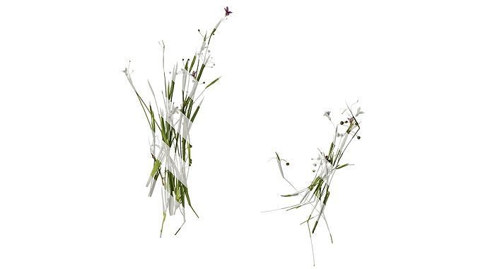 Anydrafts Sisyrinchium rosulatum Atlas 02 Texture