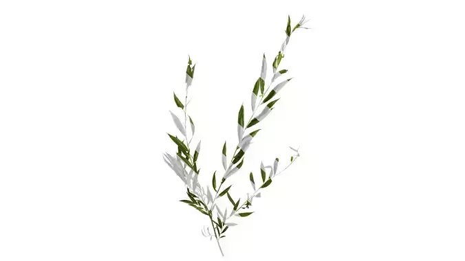 Anydrafts Salix Atlas 13