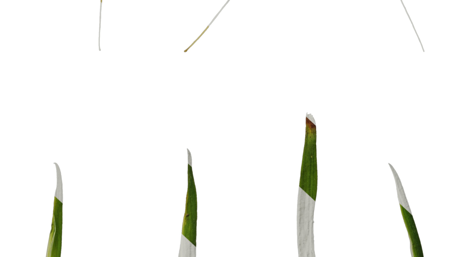 Anydrafts Sisyrinchium rosulatum Atlas 03 Texture_6