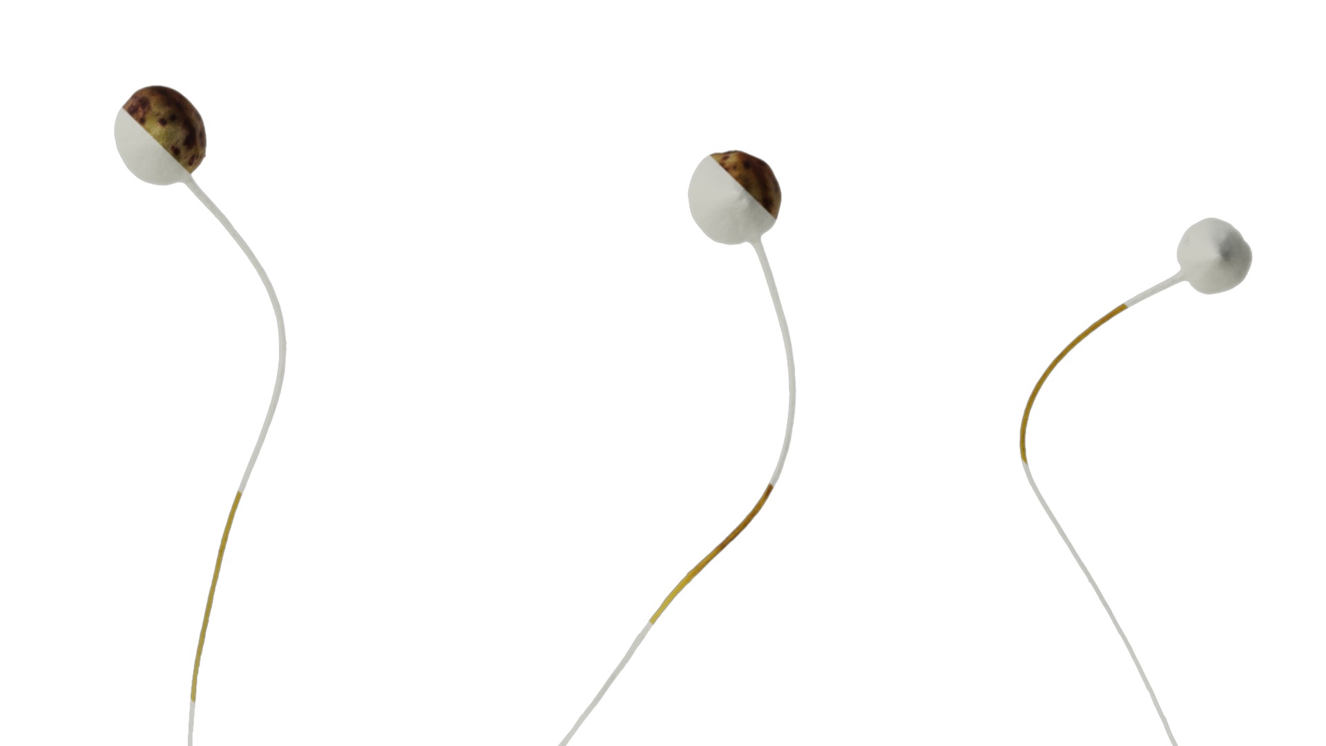 Anydrafts Sisyrinchium rosulatum Atlas 03 Texture_4