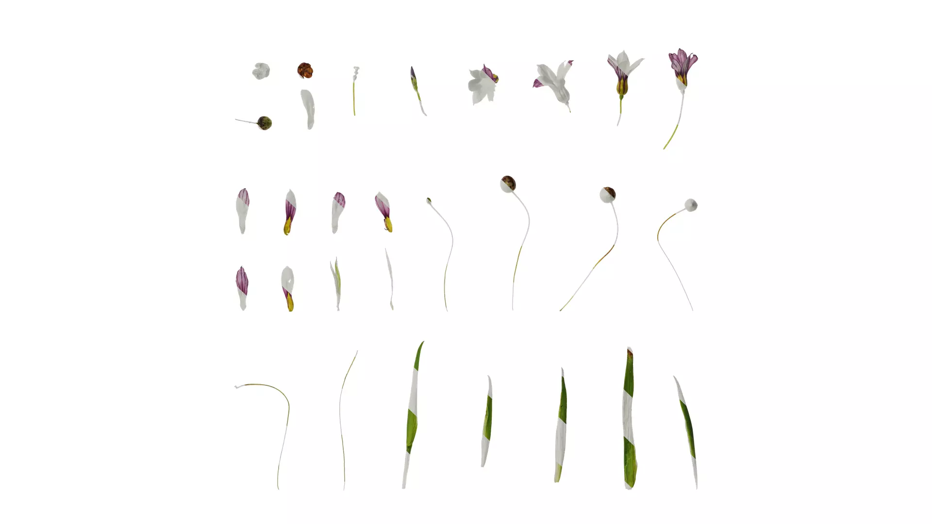 Anydrafts Sisyrinchium rosulatum Atlas 03 Texture_0