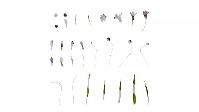 Anydrafts Sisyrinchium rosulatum Atlas 03