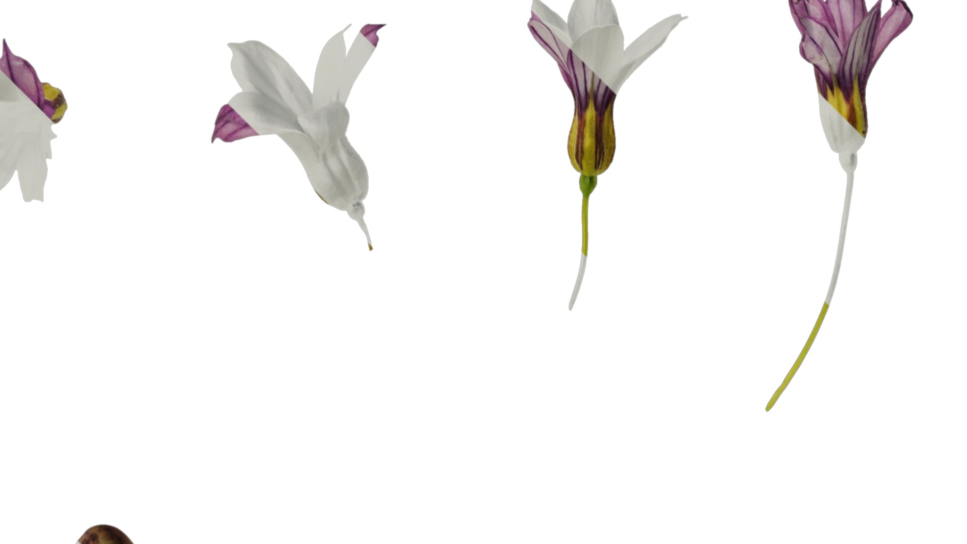 Anydrafts Sisyrinchium rosulatum Atlas 03 Texture_2