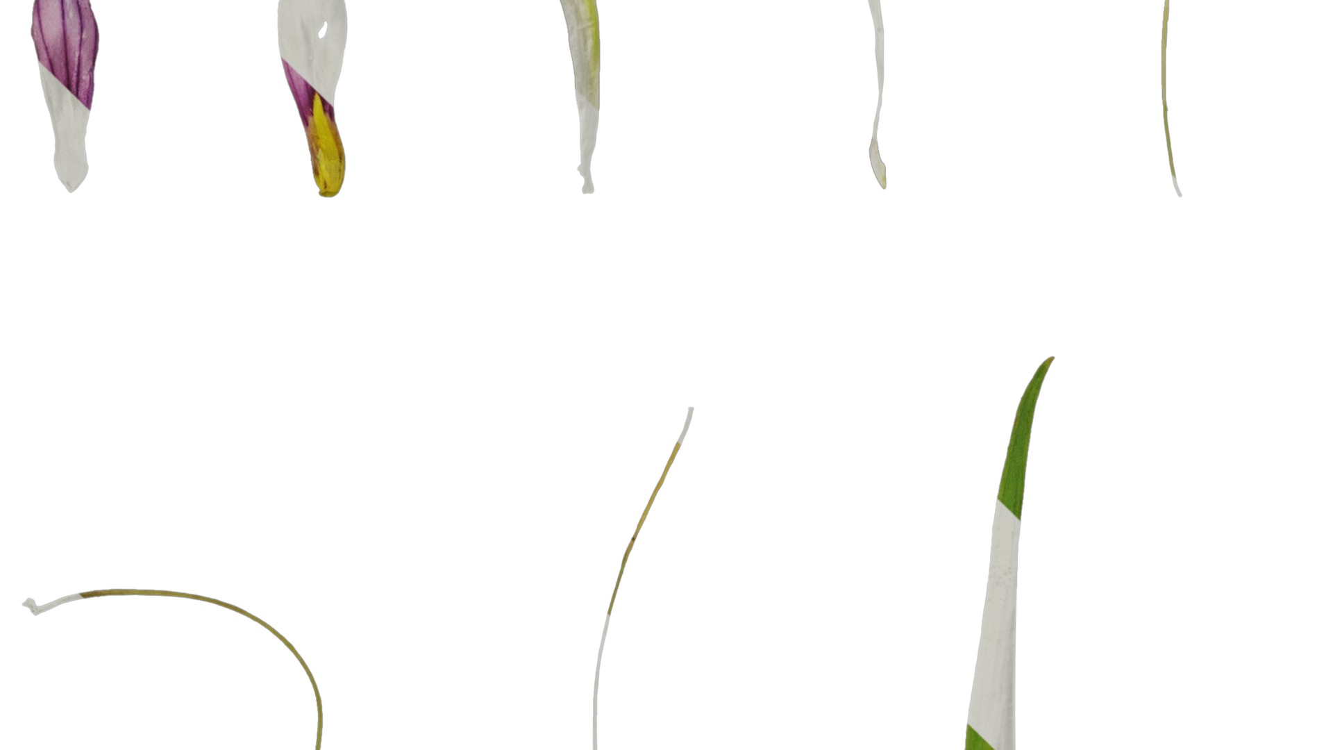 Anydrafts Sisyrinchium rosulatum Atlas 03 Texture_5