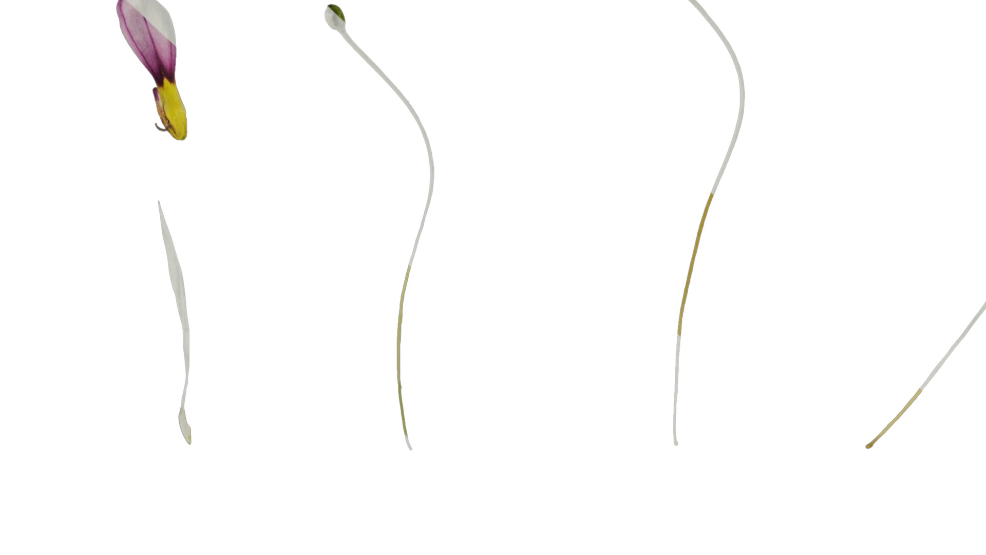 Anydrafts Sisyrinchium rosulatum Atlas 03 Texture_7