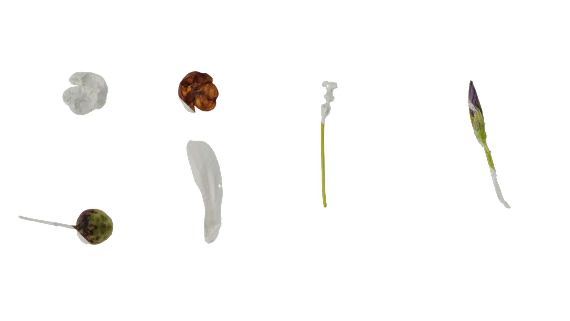 Anydrafts Sisyrinchium rosulatum Atlas 03 Texture_1