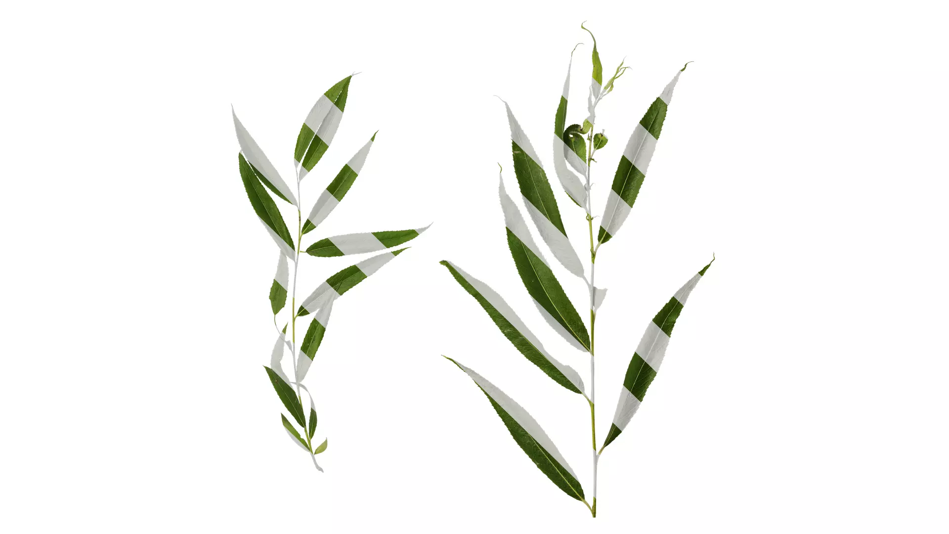 Anydrafts Salix Atlas 14 Texture