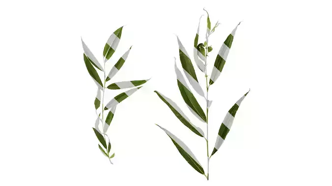 Anydrafts Salix Atlas 14