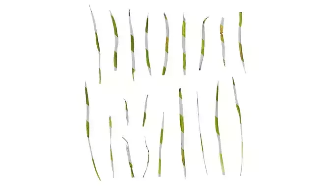 Anydrafts Sisyrinchium rosulatum Leaf 01