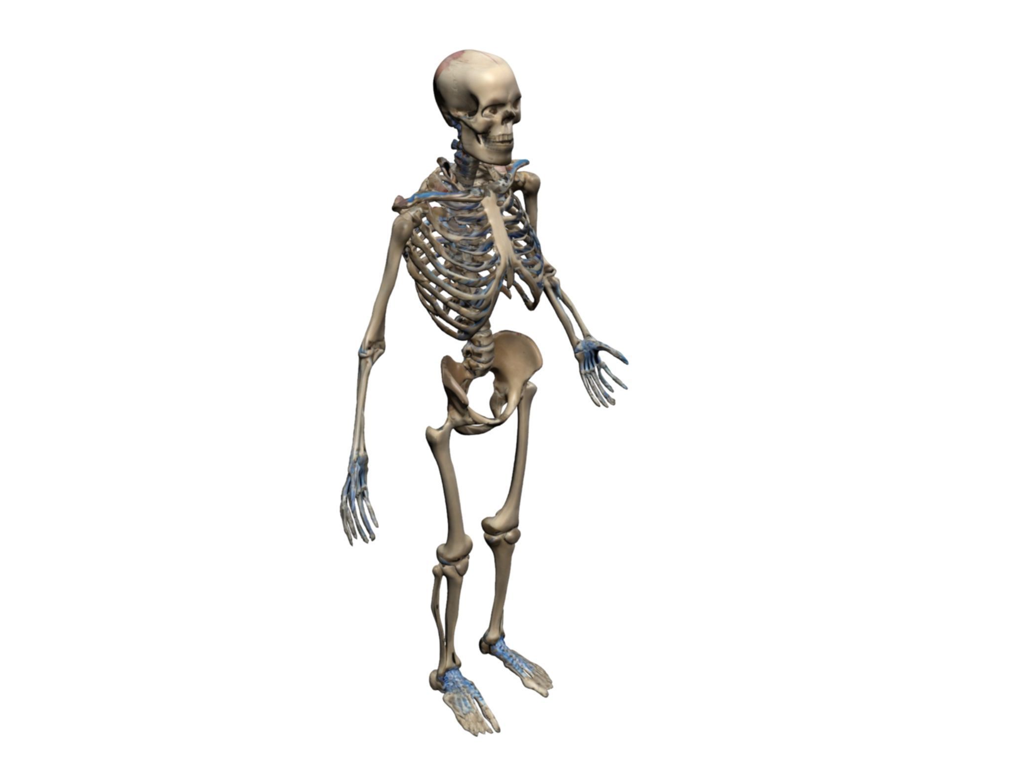Human Skeleton 3D Model - High-Quality Anatomical Design 3D model_1