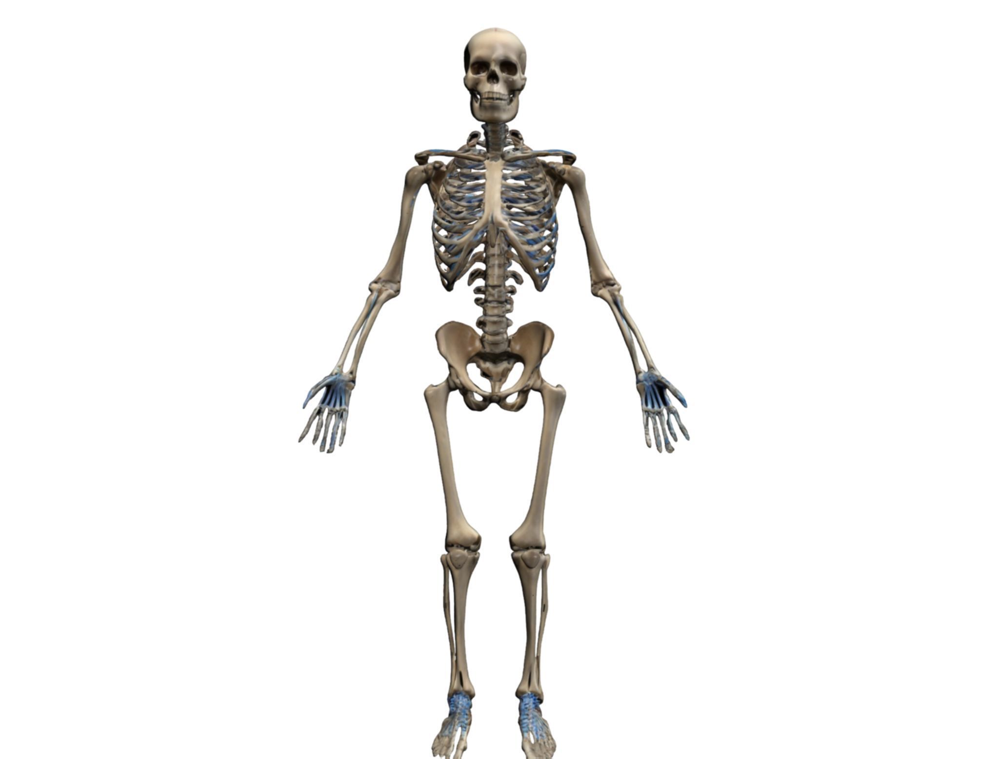 Human Skeleton 3D Model - High-Quality Anatomical Design 3D model_5